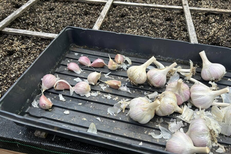 planting_garlic