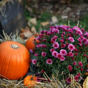 pumpkin_fall_flowers