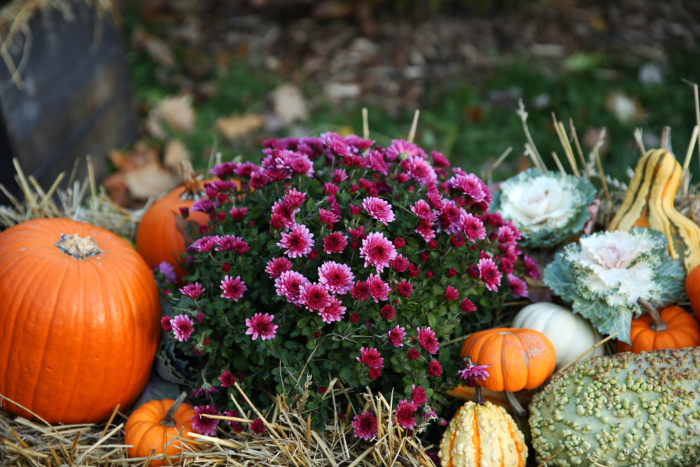 pumpkin and flowers